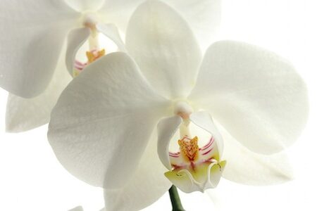 Kuidas hooldada orhideesid