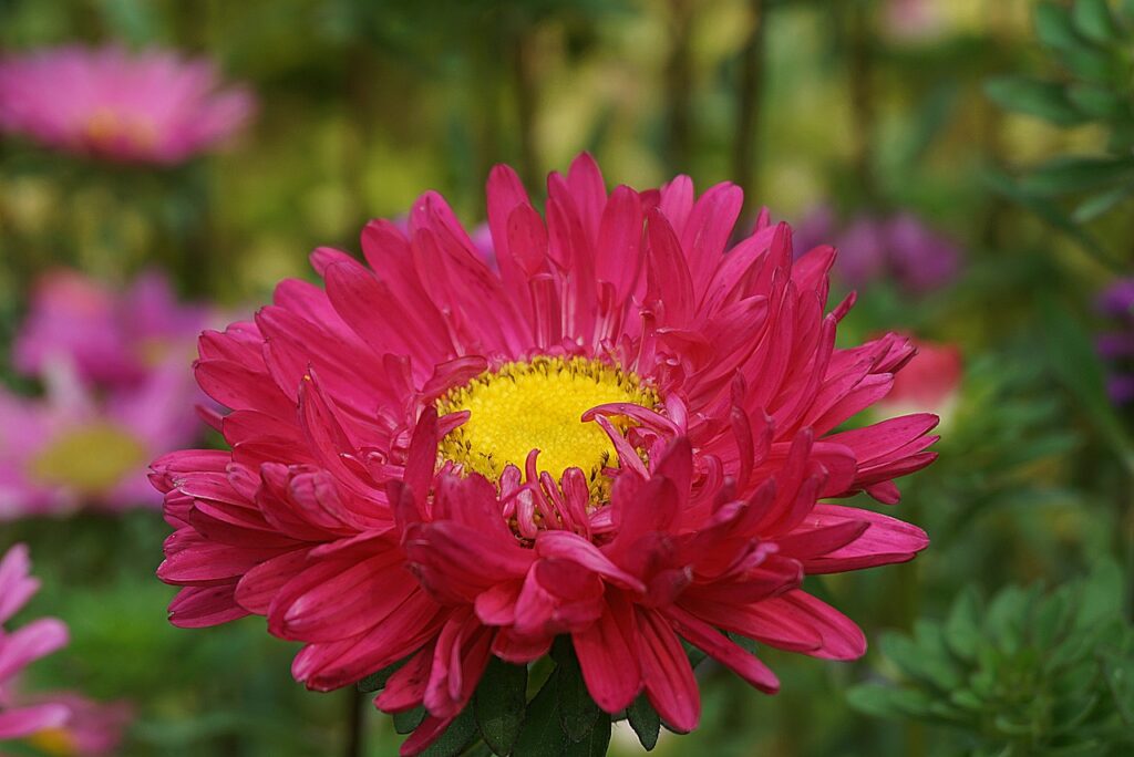 Каллистефусы – прекрасные цветы для срезания, которые долго сохраняются в букете