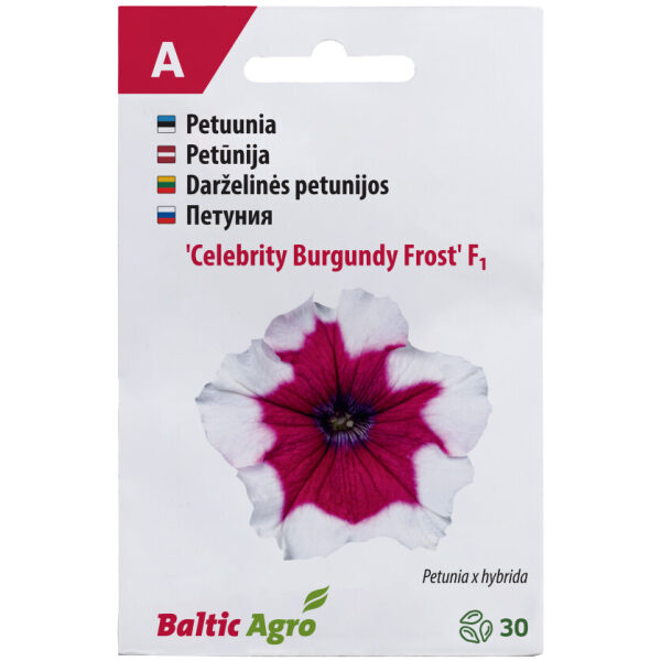 Petuunia 'Celebrity Burgundy Frost'