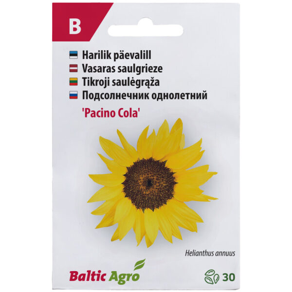 Sunflower 'Pacino Cola'