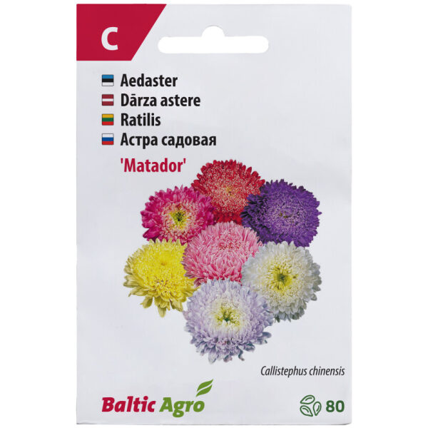 Aster 'Matador'