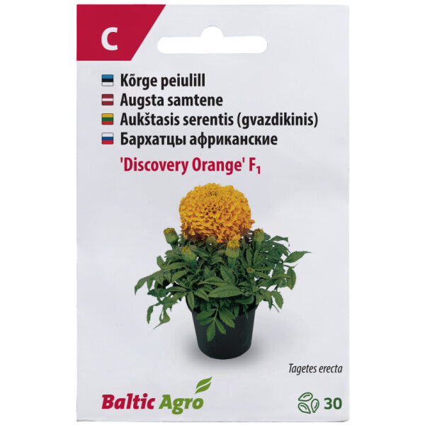 Marigold 'Discovery Orange'