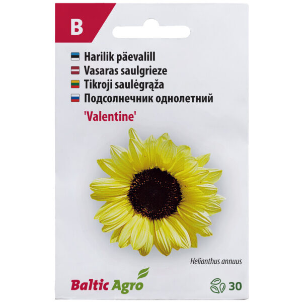 Sunflower 'Valentine'