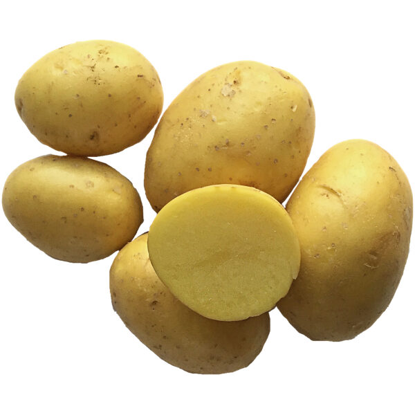 Seed Potato 'Mia' 2,5 kg
