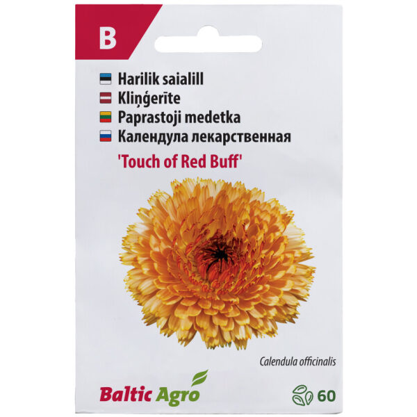 Calendula 'Touch of Red Buff'