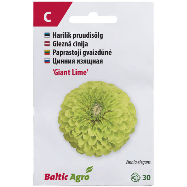Zinnia 'Giant Lime'