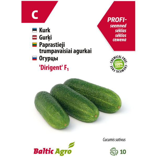Cucumber 'Dirigent' F1