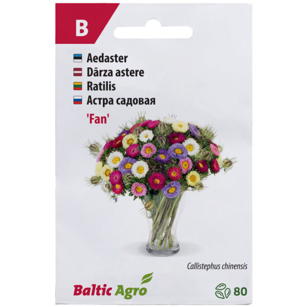 Астра 'Fan'