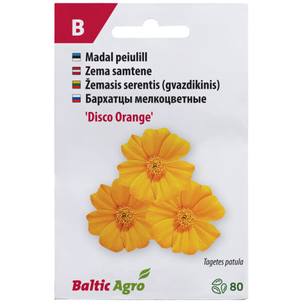 Marigold 'Disco Orange'