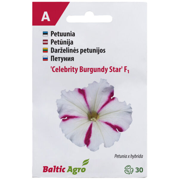 Petuunia 'Celebrity Burgundy Star'