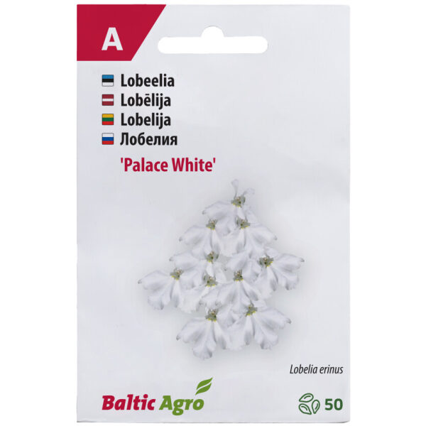 Lobeelia 'White Palace'