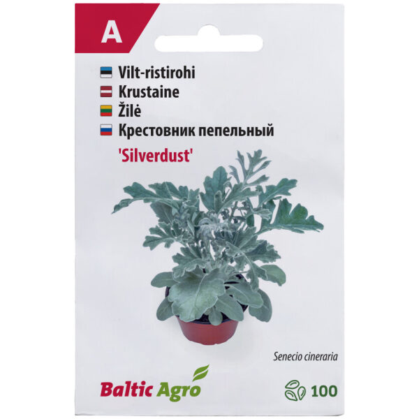 Vilt-ristirohi 'Silverdust' 100 pilli