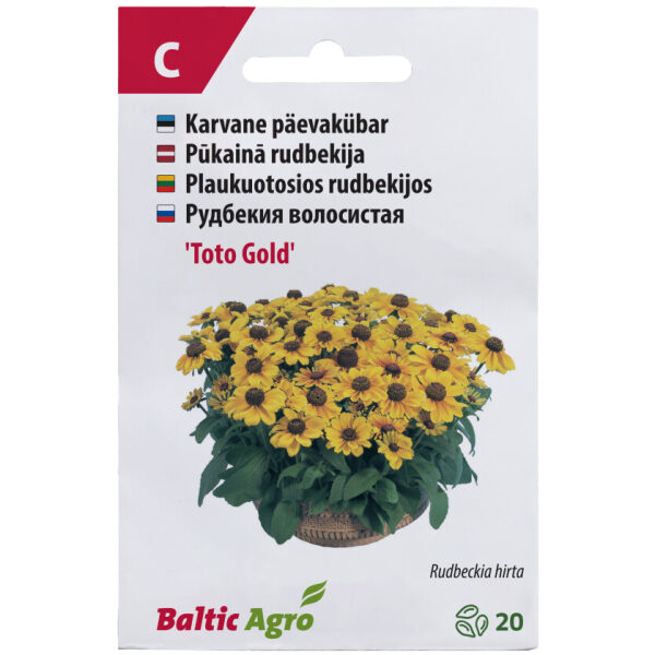 Päevakübar 'Toto Gold'