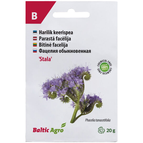 Phacelia