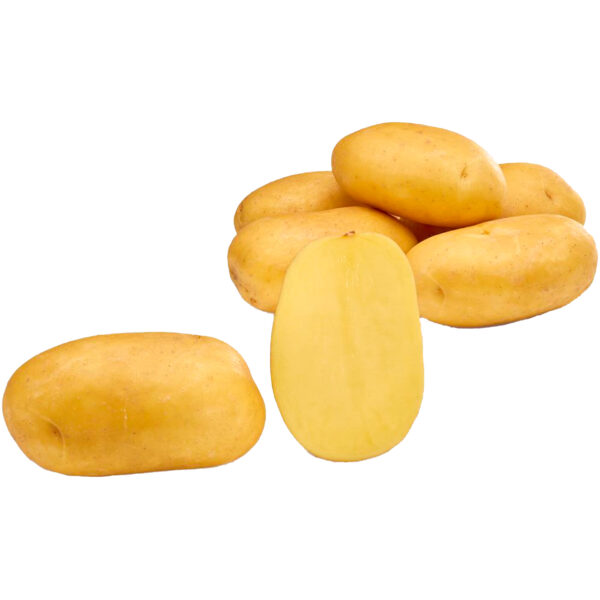 Seed Potato 'Lea'