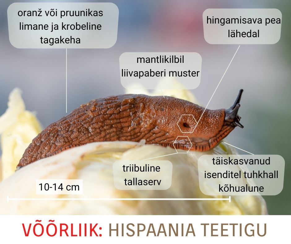 hispaania teetigu