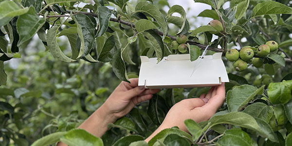 feromoonpüünise paigaldamine