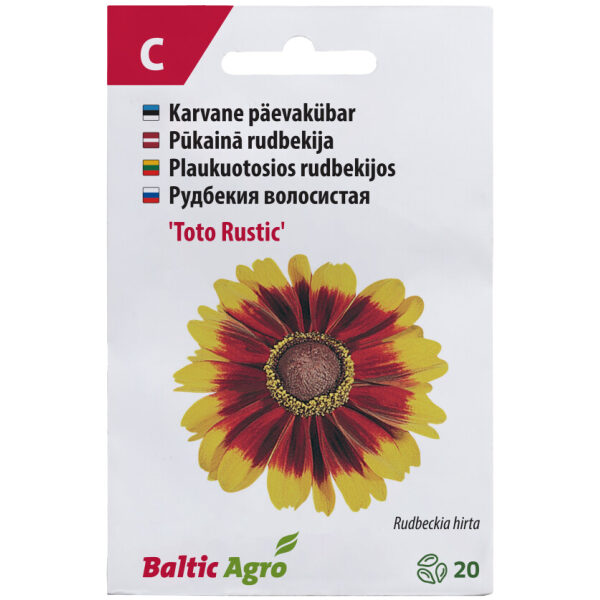 Päevakübar 'Toto Rustic'