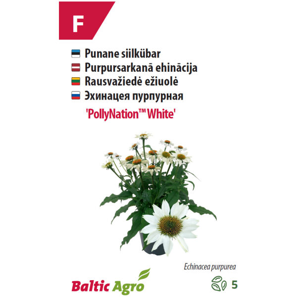 Siilkübar 'PollyNation™ White'