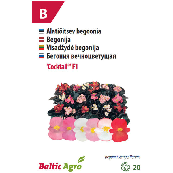 Begonia 'Cocktail'®