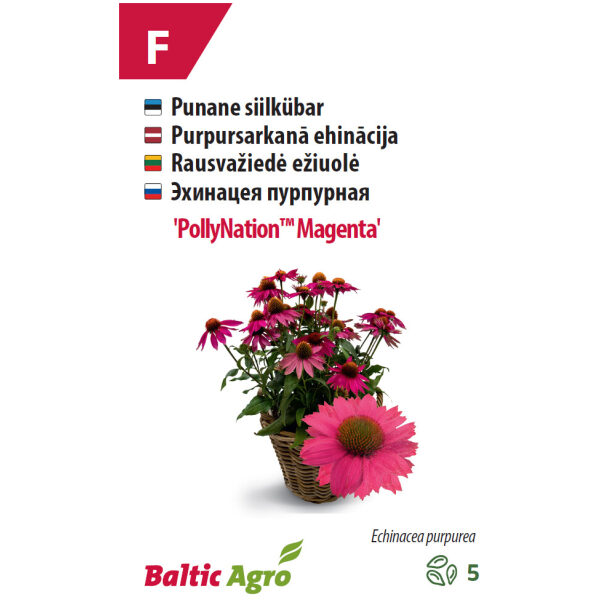 Siilkübar 'PollyNation™ Magenta'