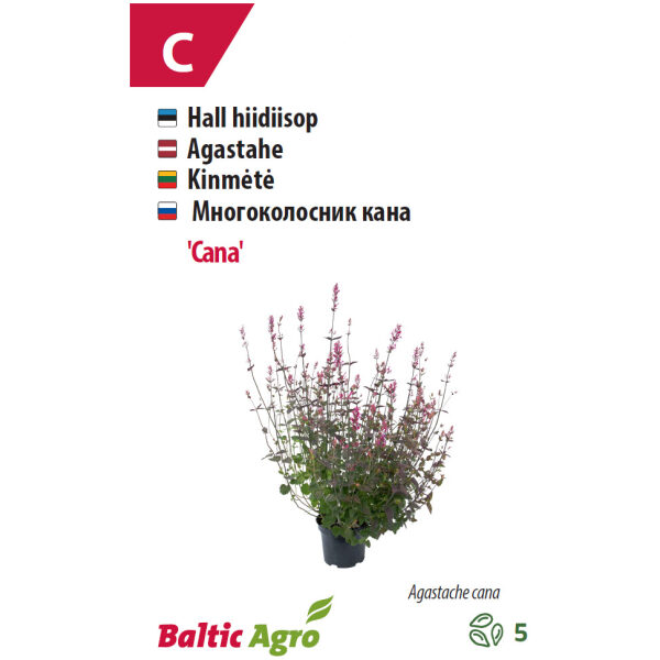 Hiidiisop 'Cana'