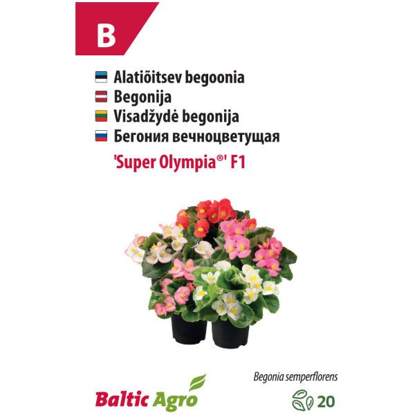 Begoonia 'Super Olympia'®