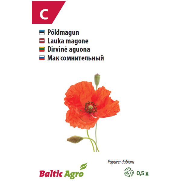 Papaver/Papaver dubium