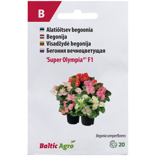 Begoonia 'Super Olympia'®