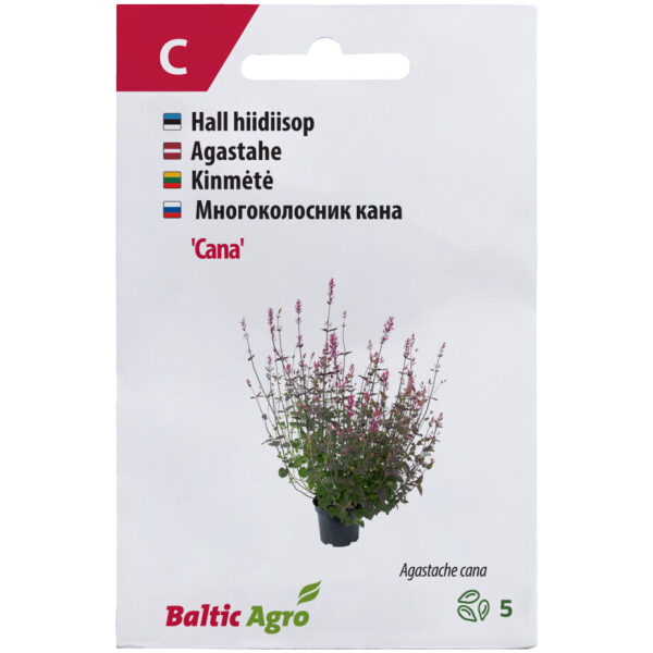 Hiidiisop 'Cana'