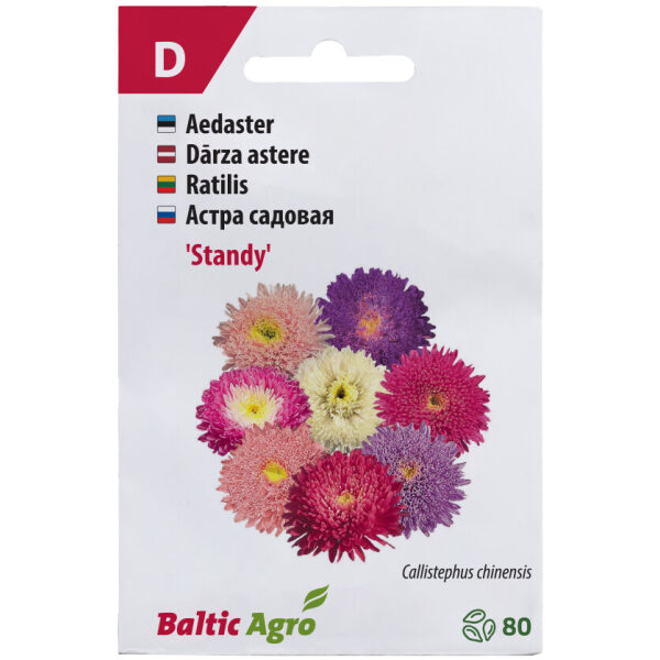 China Aster 'Standy'