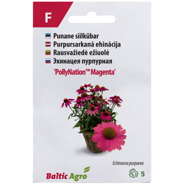 Purple coneflower 'PollyNation Magenta'