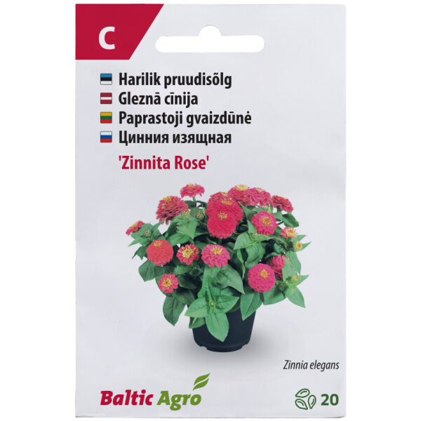 Zinnia 'Zinnita Rose'