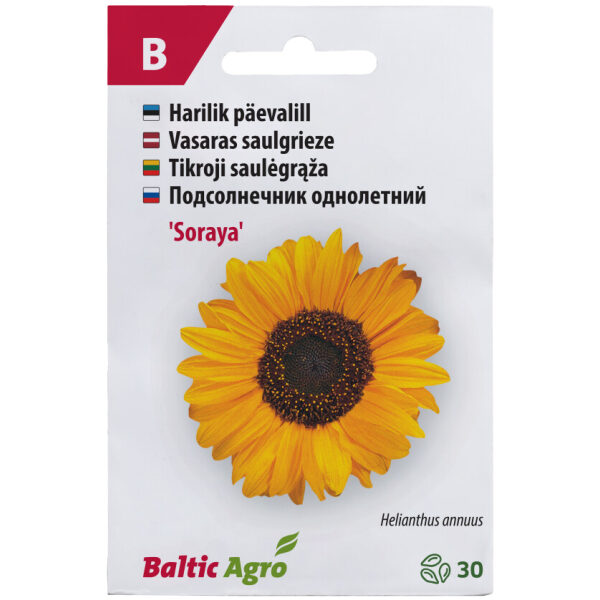 Sunflower 'Soraya'