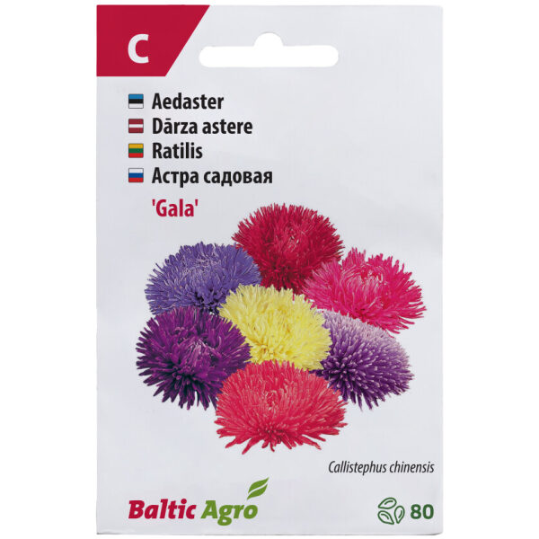China Aster 'Gala'