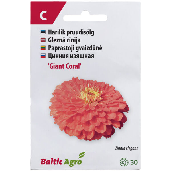 Zinnia 'Giant Coral'