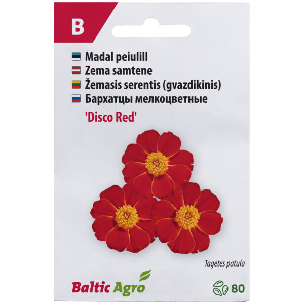 Marigold 'Disco Red'