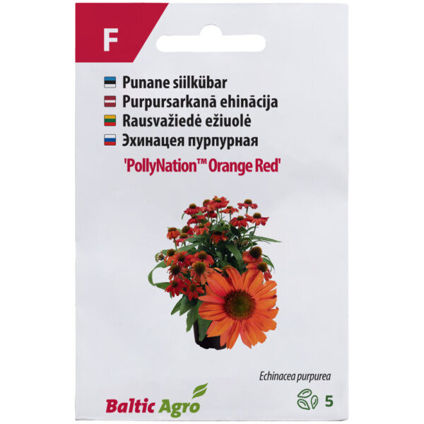Purple coneflower 'PollyNation™ O.Red'