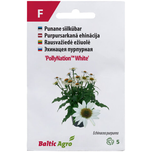 Purple coneflower 'PollyNation™ White'