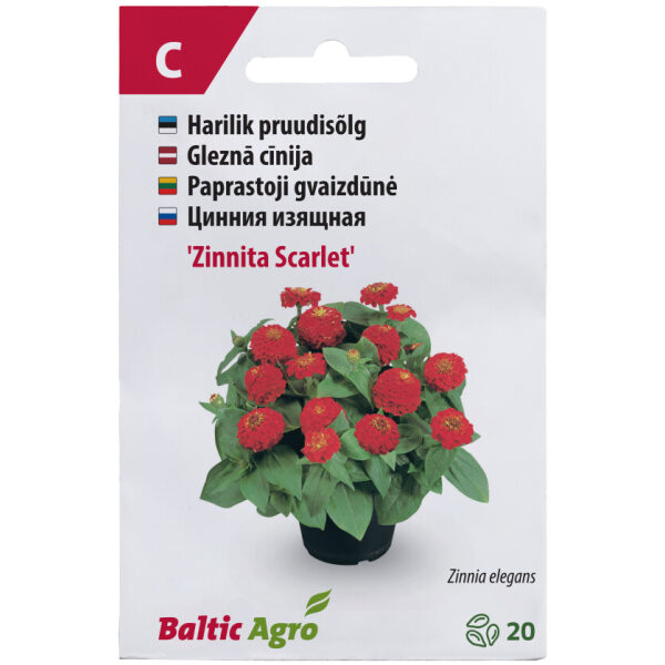 Zinnia 'Zinnita Scarlet'