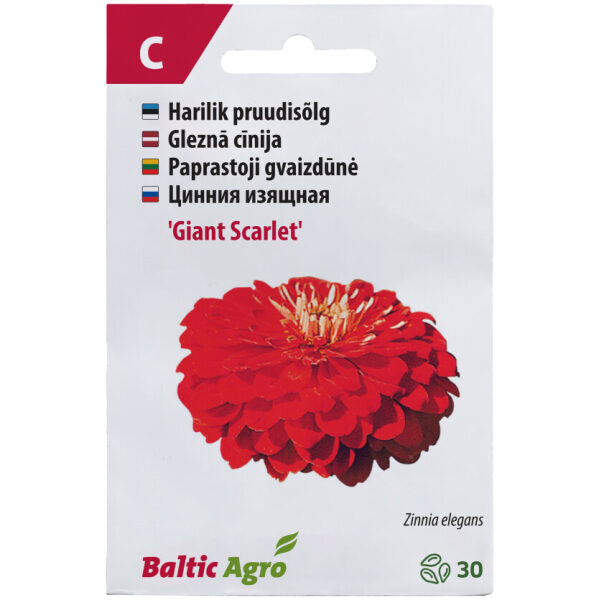 Zinnia 'Giant Scarlet'