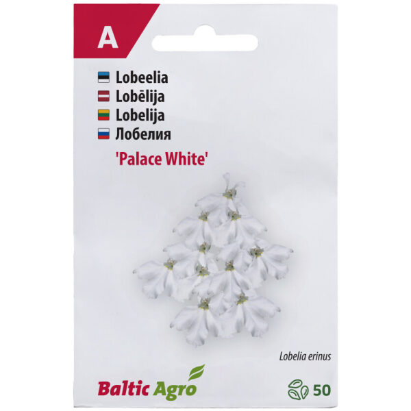 Lobelia 'White Palace'