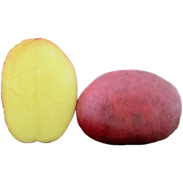 Seed Potato 'Baltic Fire' 5 kg