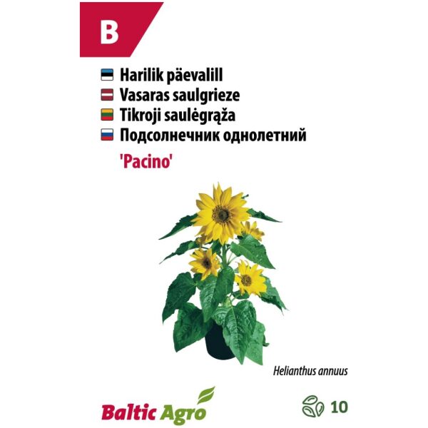 Sunflower 'Pacino'