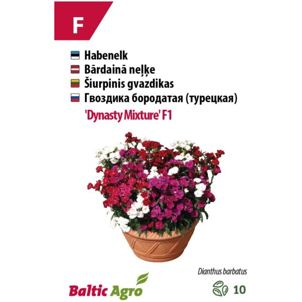 Sweet William 'Dynasty Mix' F1