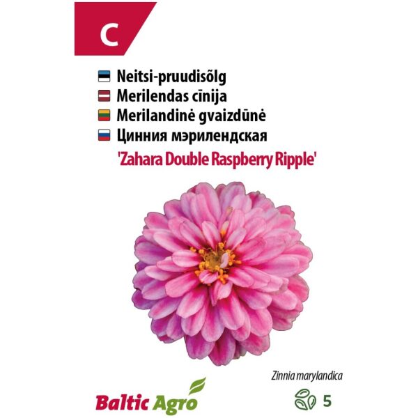 Zinnia 'Zahara Dbl Raspberry Ripple'